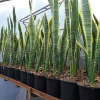 Gambar tanaman hias indoor sansiviera lidah mertua 1 meter - pedang pedangan dari Falisaflower undefined 2 Tokopedia