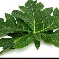 Gambar Daun Pepaya / Daun Kates dari TRIWAHYUNI INDONESIA undefined 2 Tokopedia