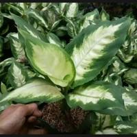 Gambar 4 paket tanaman aglonema/srirezeki tananaman indoor outdoor dari Jasa Tukang Taman Online undefined 3 Tokopedia