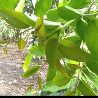Gambar Daun Mareme / Lalapan ( 100gr)) dari AHSA Mabel undefined 1 Tokopedia