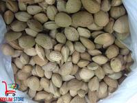 Gambar Ketapang yang belum dikupas 250 gr dari Ceklimstore undefined 2 Tokopedia