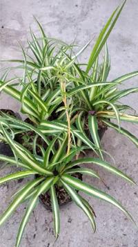 Gambar Tanaman Hias Bunga Lili Paris / Spider Plant / Bulu Ayam dari yesika popy undefined 4 Tokopedia