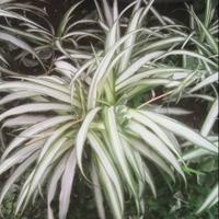 Gambar Tanaman Hias Bunga Lili Paris / Spider Plant / Bulu Ayam dari yesika popy undefined 3 Tokopedia