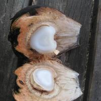Gambar BUAH NIPAH KUPAS dari Kampung Herbal Ind undefined 3 Tokopedia