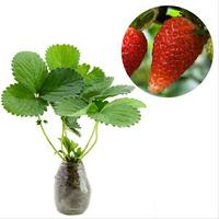 Gambar biji red sweet strawberry bonsai dari AGROBENIH90 undefined 1 Tokopedia