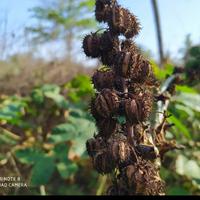 Gambar Buah kecubung kering dari BUMI HARAPAN IND undefined 2 Tokopedia