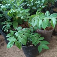 Gambar Bibit tanaman salam koja bumbu dapur/daun kari dari Go Green Nusantara undefined 1 Tokopedia