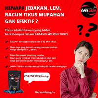 Gambar PROMO COREDASH RACUN TIKUS PALING AMPUH BELI 1 DAPAT 2 dari Beurid undefined 3 Tokopedia