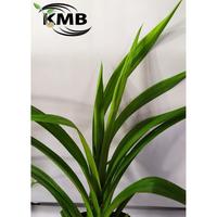 Gambar BIBIT TANAMAN PANDAN WANGI 20 cm dari kiosmahkotabunga_NEW undefined 2 Tokopedia