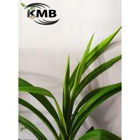 Gambar BIBIT TANAMAN PANDAN WANGI 20 cm dari kiosmahkotabunga_NEW undefined 3 Tokopedia