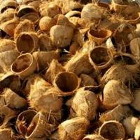 Gambar Batok kelapa ( tempurung kelapa) - Asli 100% untuk kerajinan 1 kg dari Central Kebun Kita undefined 1 Tokopedia
