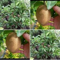 Gambar BIBIT SAWO JUMBO dari BERKAT KEBUN BIBIT undefined 1 Tokopedia