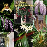 Gambar PAKET murah anggrek spesies lokal dari Kebun Herbal09 undefined 1 Tokopedia