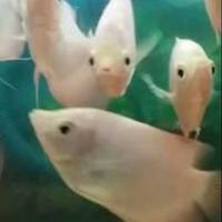 Gambar Ikan hias Gurami Padang albino biglyi 1270kj dari Faolga undefined 1 Tokopedia
