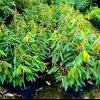 Gambar Bibit Durian Montong Cepat Berbuah dari Multi Agro Bibit undefined 3 Tokopedia