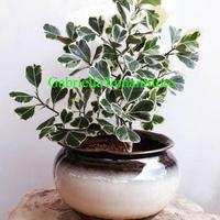 Gambar tanaman hias ficus triangularis beringin kupu2 varigat dari muhammadalif19 undefined 1 Tokopedia