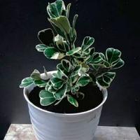 Gambar tanaman hias ficus triangularis beringin kupu2 varigat dari muhammadalif19 undefined 2 Tokopedia