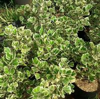 Gambar tanaman hias ficus triangularis beringin kupu2 varigat dari muhammadalif19 undefined 3 Tokopedia