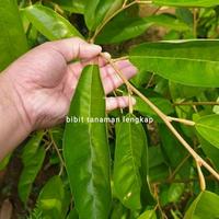 Gambar Tanaman buah durian super tembaga langka dari BELI BIBIT ONLINE undefined 1 Tokopedia