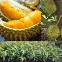 Gambar Bibit Durian Musangking dari Pusat tabulampot undefined 1 Tokopedia