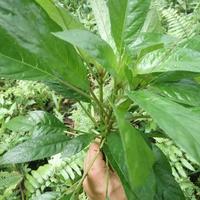 Gambar Ready daun reundeu segar 1kg dari saunglavender undefined 2 Tokopedia
