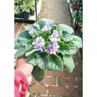 Gambar Tanaman Hias Bunga Violces/Begonia Violces biru muda galdra 2940rh dari Busanello undefined 4 Tokopedia