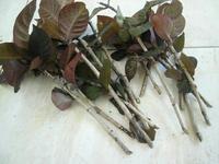 Gambar Bibit stek daun ungu - daun handeuleum - tanaman herbal dari Kampung Herbal Ind undefined 2 Tokopedia