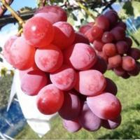 Gambar bibit anggur Ruby roman grafting okulasi. cepat berbuah dari alifastore0K undefined 2 Tokopedia