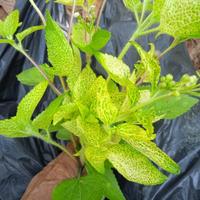 Gambar babadotan kuning (2 pohon) dari Negeriku-Rempah undefined 1 Tokopedia