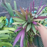 Gambar Tanaman Adam hawa/Nanas Kerang dari Kukuring undefined 1 Tokopedia