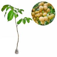 Gambar Bibit Buah Duku Palembang dari Pusat bibit anugrah undefined 3 Tokopedia