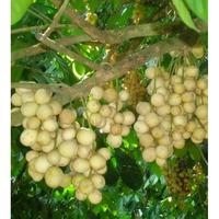 Gambar Bibit Buah Duku Palembang dari Pusat bibit anugrah undefined 1 Tokopedia