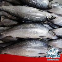 Gambar Bandeng Cabut Duri | Tanpa duri @500gr dari Big Ocean Bandung undefined 2 Tokopedia