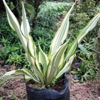 Gambar Tanaman Hias Agave Kuning - Bibit Pohon Agave Kuning dari Hobbytamanlandscape I undefined 3 Tokopedia