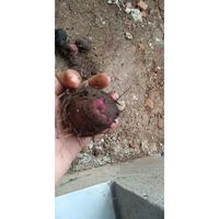 Gambar GADUNG WULUNG 1KG GADUNG UNGU UMBI GADUNG UNGU SEGAR dari milanbibitsurabaya undefined 2 Tokopedia