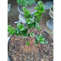 Gambar Natal Plum (Carissa Macrocarpa) dari t0ko_iriet undefined 1 Tokopedia