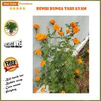 Gambar ZZ biji benih bunga tahi ayam / 10 butir dari DERYWHITE undefined 3 Tokopedia