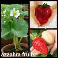 Gambar strawberry jumbo dari BrahmaEkawira undefined 1 Tokopedia