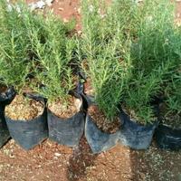 Gambar Tanaman Hias Bunga Kembang Rosemary Hidup Asli Taman Dek gatkda 6425xm dari Lia Varia undefined 5 Tokopedia