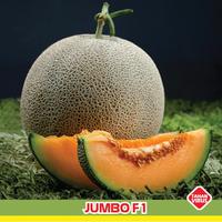 Gambar 2 Benih Melon Jumbo F1 Hibrida Bibit Buah Melon Orange Manis Super dari 1000benih jakarta undefined 2 Tokopedia