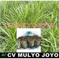 Gambar Benih Bibit Rumput Odot gajahan kolonjono pakan ternak s badpki 6256ft dari Muslera undefined 1 Tokopedia