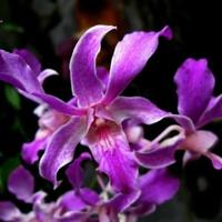 Gambar anggrek dendro dendrobium superbiens superbin superbien yatwki 4432it dari Matiass undefined 2 Tokopedia