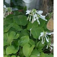Gambar Tanaman Hias Hosta plantaginea / bunga lily lokal soplyo 1244mt dari Willisa undefined 2 Tokopedia