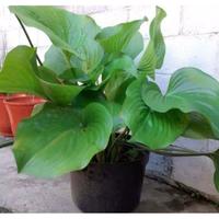 Gambar Tanaman Hias Hosta plantaginea / bunga lily lokal soplyo 1244mt dari Willisa undefined 1 Tokopedia