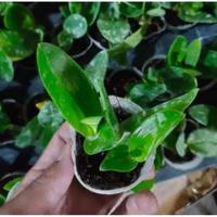Gambar Seedling Anggrek Dendrobium Superbien dari RiskaTaman_ undefined 4 Tokopedia