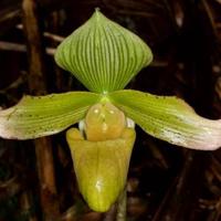 Gambar anggrek paphio papio paphiopedilum javanicum kasut hijau dewasa dari DEPOT ANGGREK undefined 1 Tokopedia