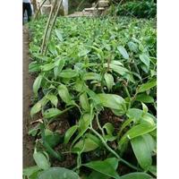 Gambar pohon vanili paneli panila vanilla siap tanam 1 meter dari Rege Herbal undefined 1 Tokopedia