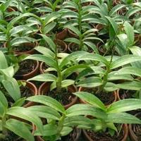 Gambar Seedling Anggrek Dendrobium Nobile dari Garuda Landacape undefined 2 Tokopedia