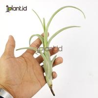 Gambar Tillandsia Intermedia dari iplant indonesia undefined 3 Tokopedia