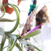Gambar Tillandsia Intermedia dari iplant indonesia undefined 2 Tokopedia